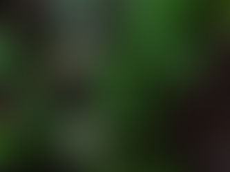 ナガバノコウヤボウキと山狸