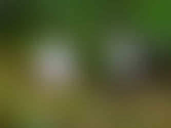 道ばたの白いスミレたち