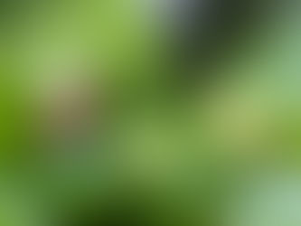 バアソブの開花調査