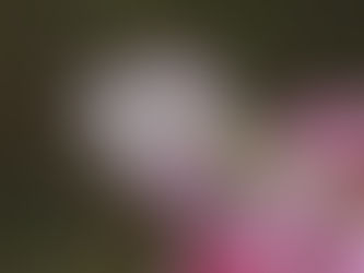 今年もウラギンシジミの幼虫みっけ