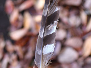 落とし主の正体は・・