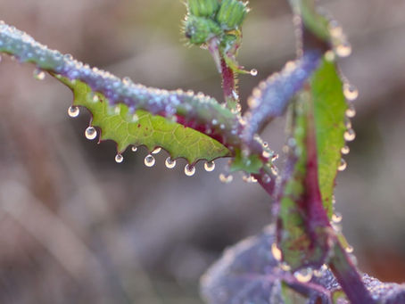 溢泌(いっぴつ)と千葉の動植物