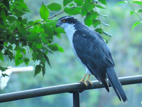 オオタカと大塚西公園池清掃