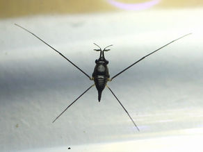 トガリアメンボと企業の里山活動支援