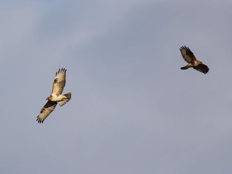 ノスリのディスプレイフライト