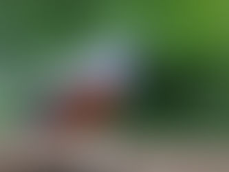 夏草刈りのお客さん