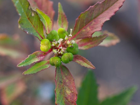 信号待ちでも雑草