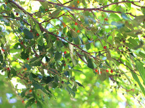 エノキの実、色付く