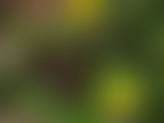 カタバミの寄せ植えとウスタビガフシヒメバチの羽化