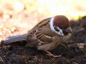 スズメの受難とパーキッズによる姿池清掃