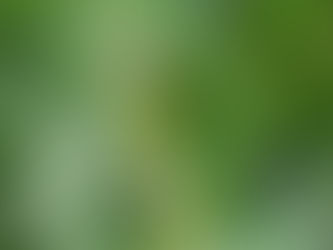 オナガサナエと夏の行事