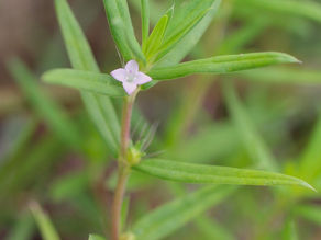 雑草見てある記-その2