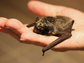 ヒナコウモリとポンポンアザミ