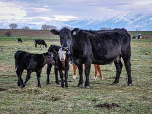 12 days of Yuletide: Day 1 ‘Angry Cows at Crazy Peak’