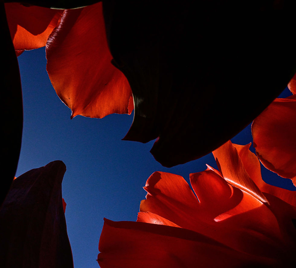 ‘Petals of Love’