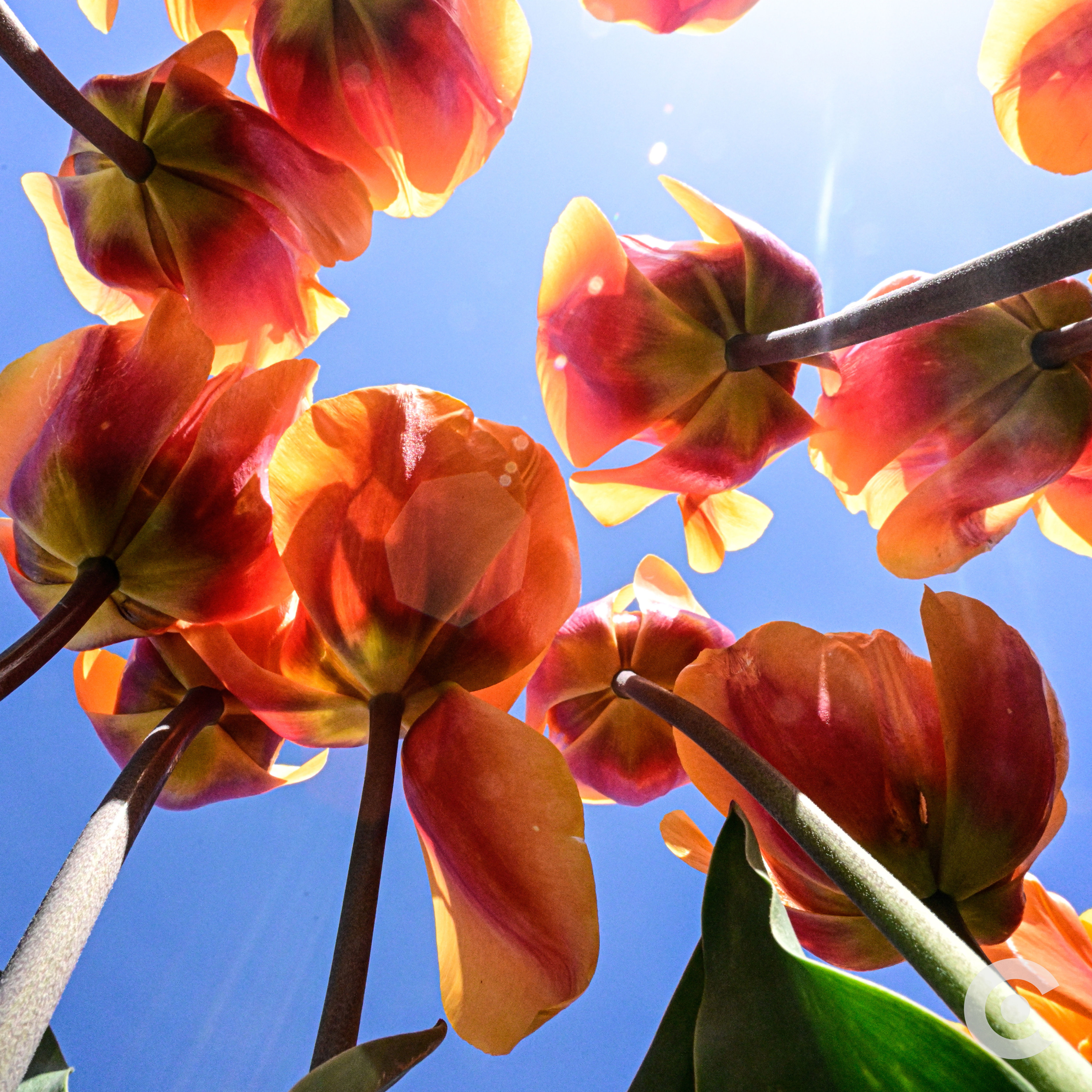 In Springs Glow | Orange Tulips