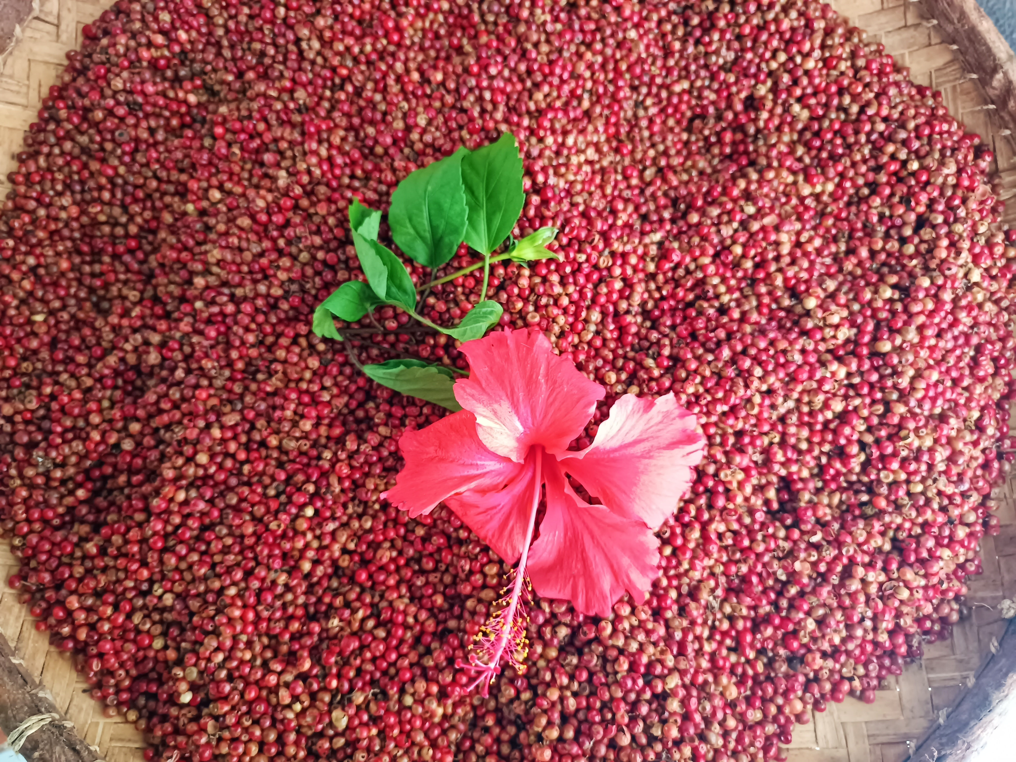 Pink peppercorns