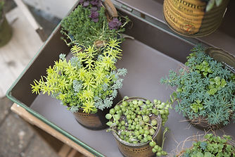 Potted Succulent Plants