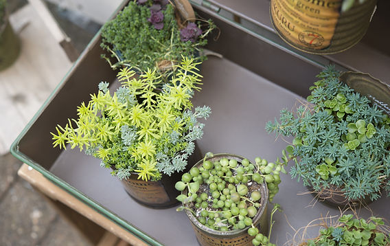 Top View of Succulent Plants