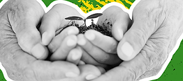 Batch-2-Education-Community-1440x1254-Two-Hands-Holding-Sapling-Green.png