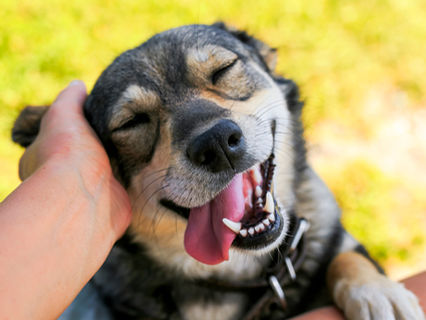 happy pampered dog