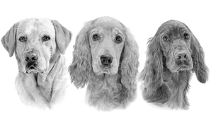 Pinky's Pet Care
