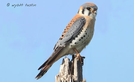 American Kestrel 7.jpg