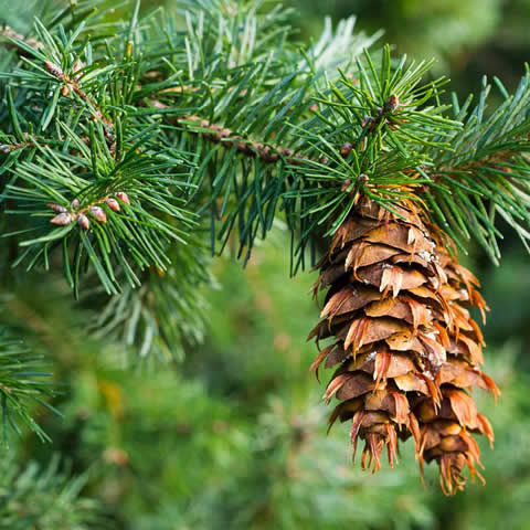 pomme de douglas adulte