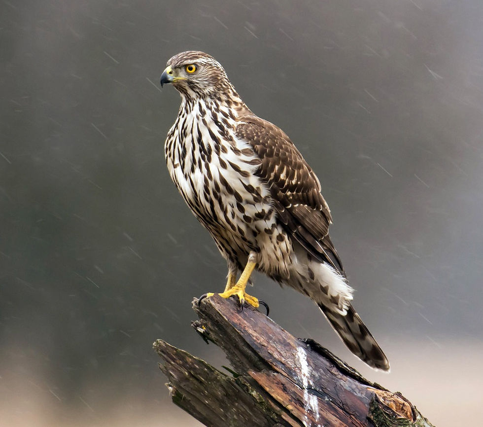 Autour des palombes femelle