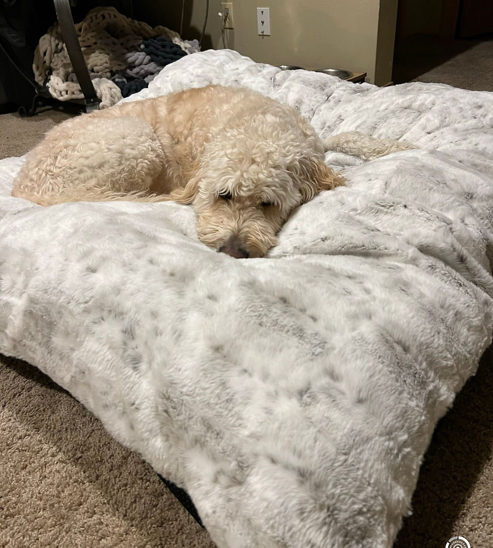 Thumbnail: Dog Beds