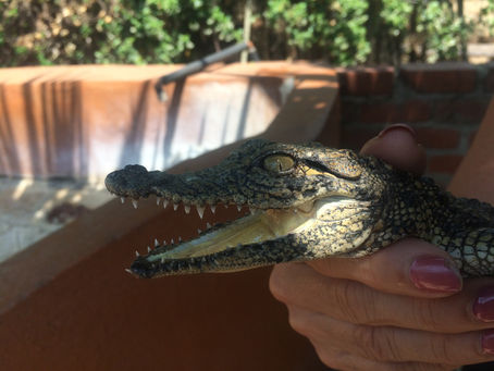 Exploring Otjiwarongo Namibia: Top Attractions, Crocodile Farm Insights, and Accommodation Options