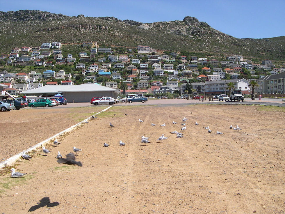 Explore Muizenberg, Cape Town's South Africa, for the Best Surf Spots and Vibrant Surf Community with Bee Trippy Travel