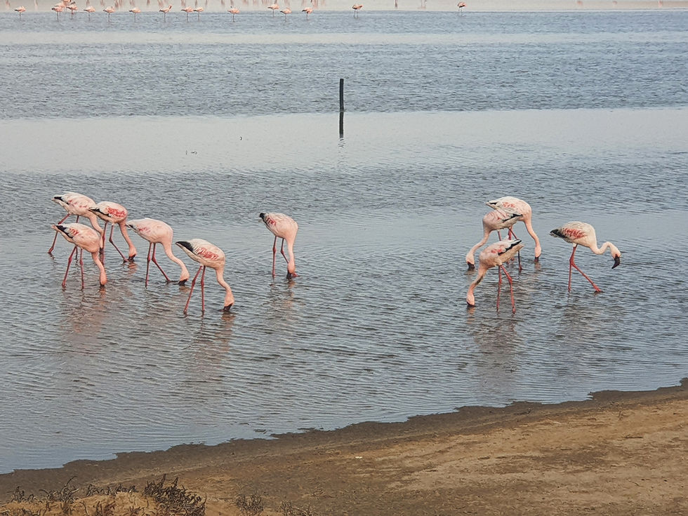 Exploring Walvis Bay Namibia: Attractions Accommodations Airport Tips and Local Facts