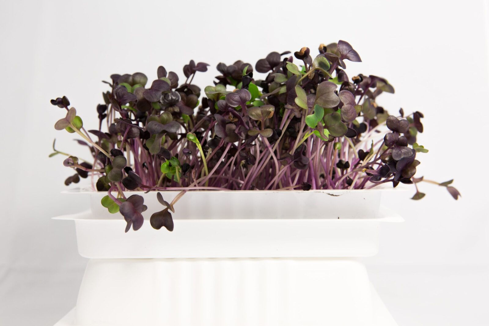 Mikrozelenje vijolično-zelena redkvica, narezano