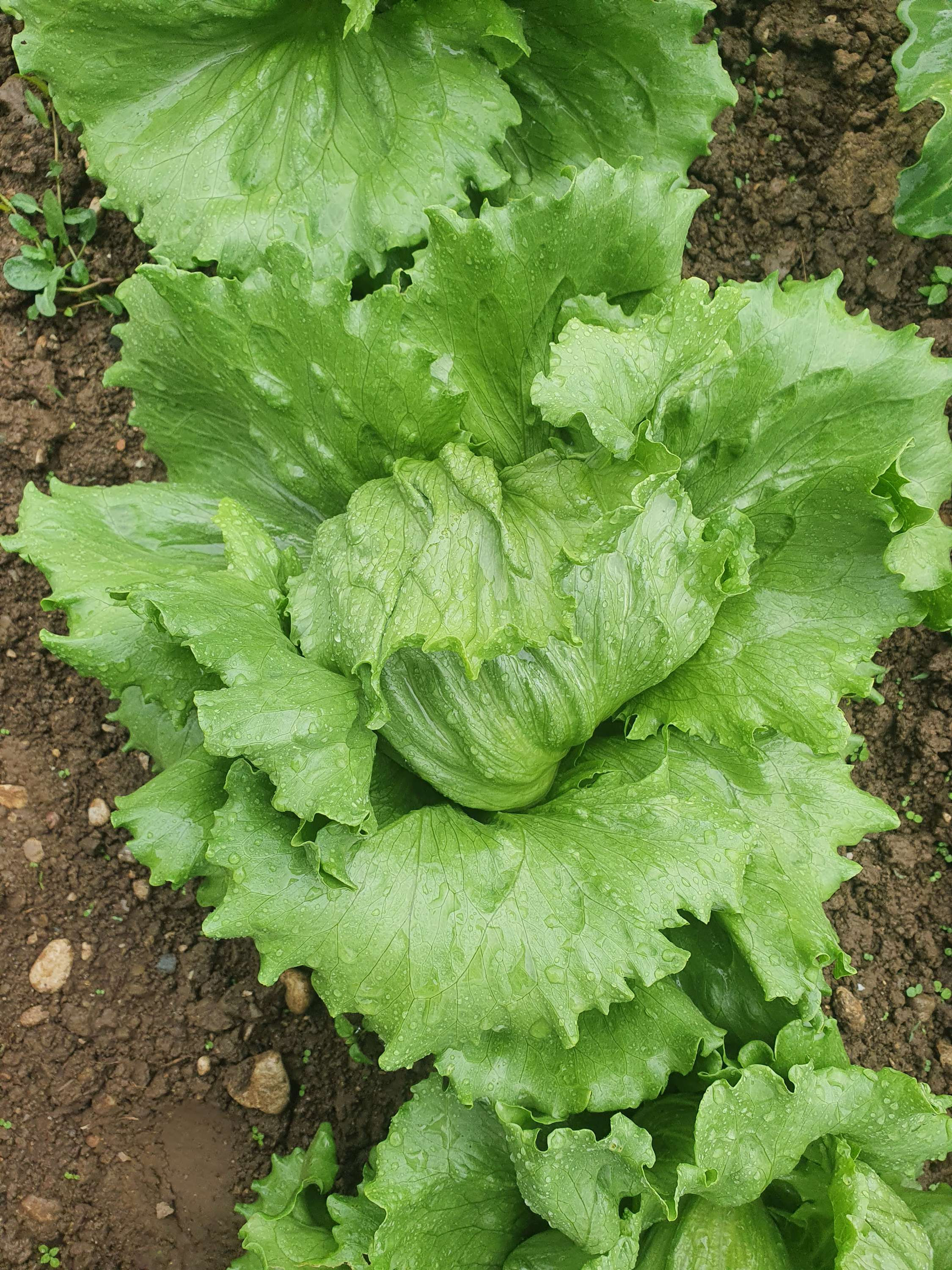 Glavnata solata Ledenka 1 kos (cca. 300 g)