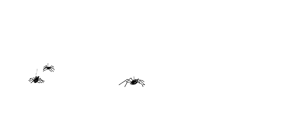 Spider.web.gif