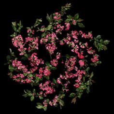 FLOWERING QUINCE