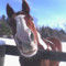 horsesavers blog​