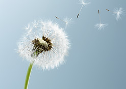 Dandelion Leaves