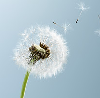 Dandelion Leaves