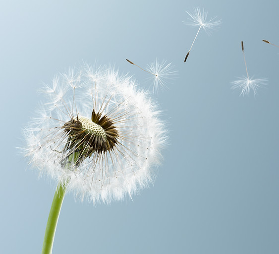 Dandelion Leaves