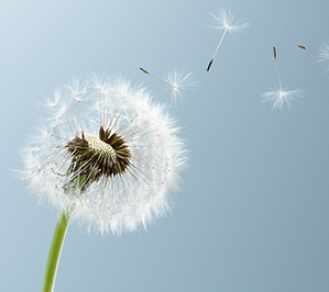 Dandelion Leaves