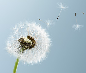 Dandelion Leaves