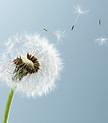 Dandelion Leaves