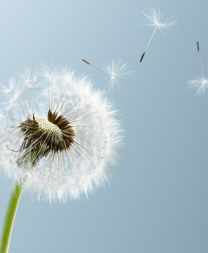 Dandelion Leaves