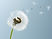 Dandelion Leaves