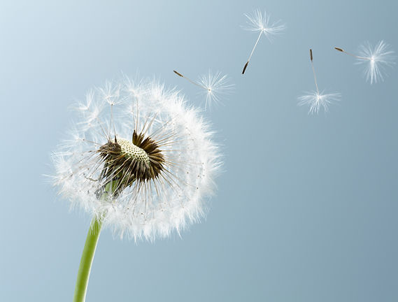 In einer Nahaufnahme sieht man Samenkörner einer Löwenzahnblüte, die von einem Luftstoß weggetragen werden.