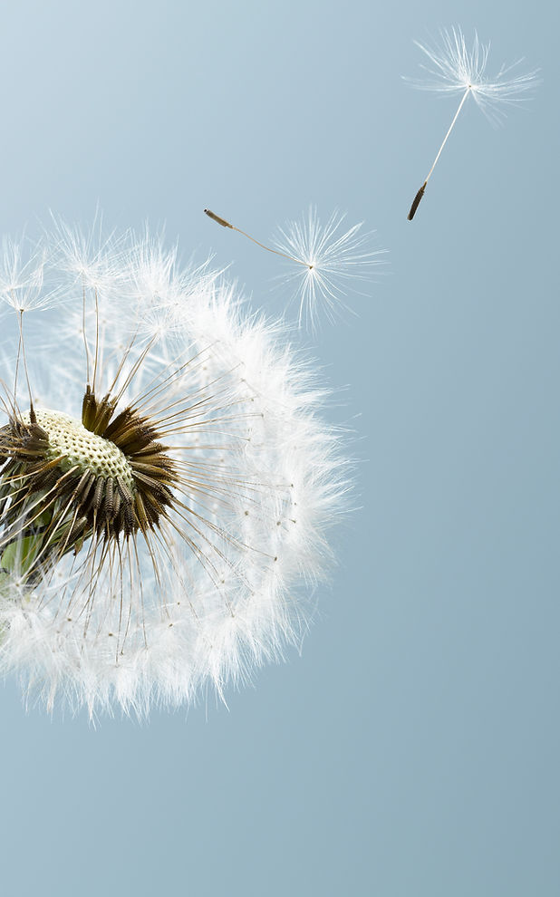 Dandelion Leaves