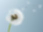 Dandelion Leaves