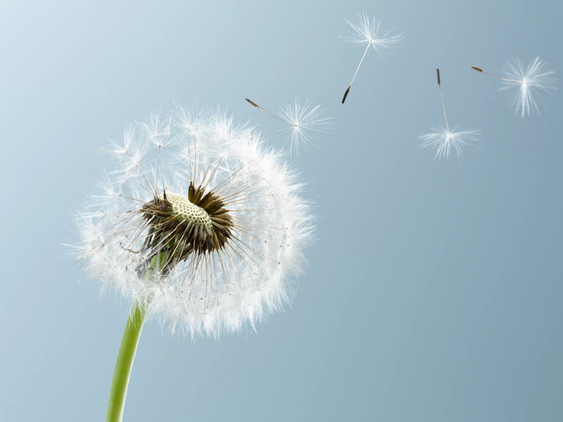 Stock Image of a dandelion seed head